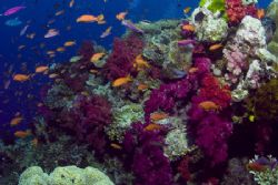 Fijian Reef Scene. Tetion II of the Koro Sea. by Allan Vandeford 